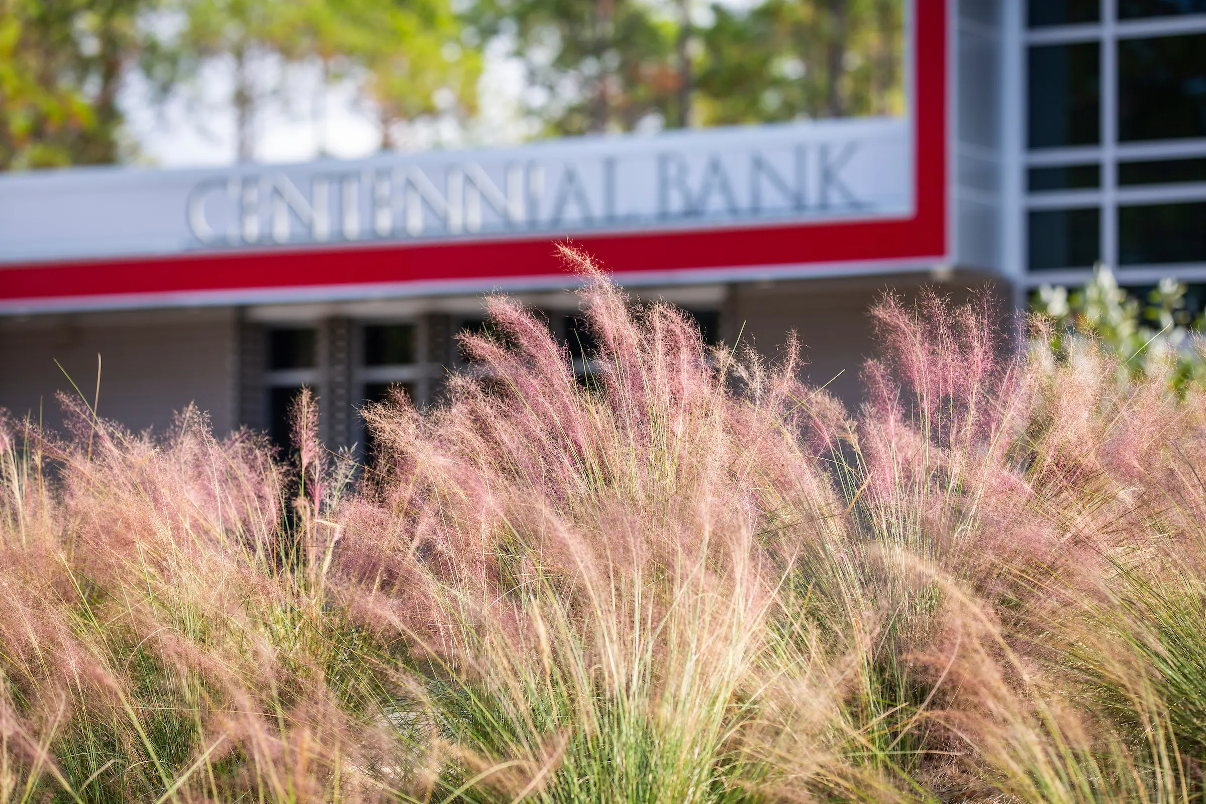 Ornamental grasses in front of a building with a sign that reads "" in the background, surrounded by trees
